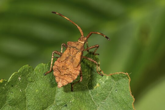 Dock bug (Coreus marginatus) in the 5th larval stage sitting on a leaf in nature, Baden-W&uuml;rttemberg, Germany