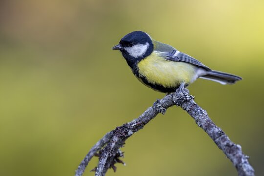 Great Tit (Parus major) in the Swedish Fulufj&auml;llet National Park, Lichen Branch, Sweden