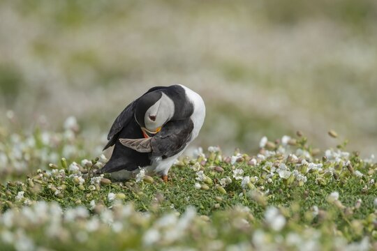 Atlantic puffin (Fratercula arctica) adult bird preening on Sea campion flowers, Skomer island, Pembrokeshire, Wales, United Kingdom