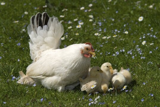 Japanese Bantam or Chabo hen with chicks, Schwaz, Tyrol, Austria, Europe