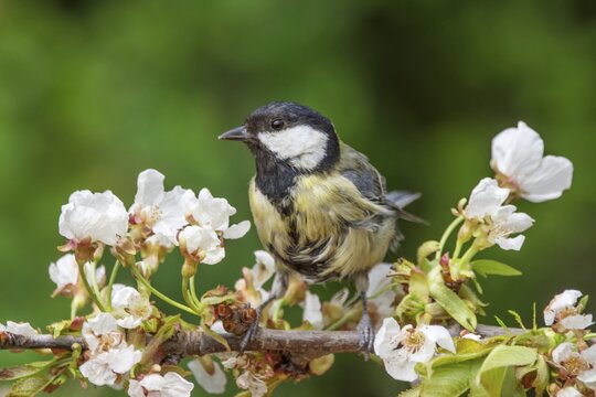Great tit (Parus major) sitting on a cherry blossom branch in a spring landscape, Baden-W&uuml;rttemberg, Germany