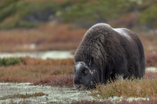 The photo clearly shows how the musk ox cow (Ovibos moschatus) eats lichen, which is an important source of food, autumn, autumn landscape, Ruska, Tundra landscape, September, Norway