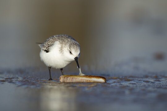 Sanderling (Calidris alba) adult bird in winter plumage on a beach feeding on a razorshell, Norfolk, England, United Kingdom