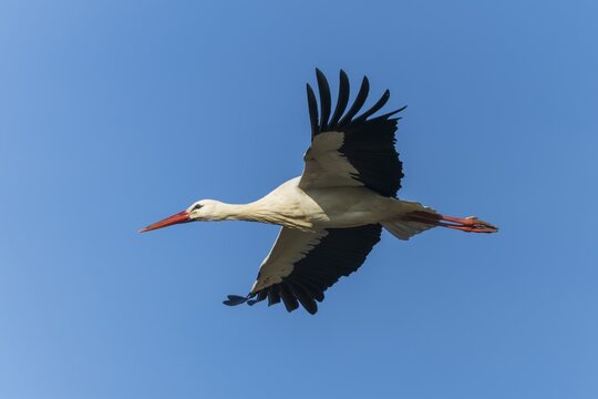 Stork with outstretched wings gliding calmly through the blue sky, White Stork (Ciconia ciconia), wildlife, Germany
