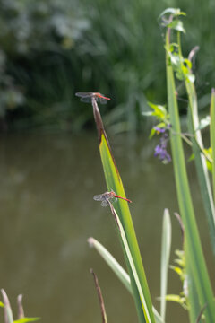 insect on watersidie