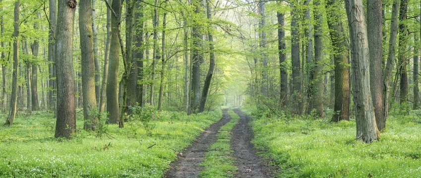 Panorama, hiking trail through natural deciduous forest in spring, first fresh green, near Freyburg, Burgenlandkreis, Saxony-Anhalt, Germany