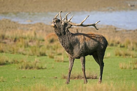 Red deer (Cervus elaphus), stag roaring during the rut, captive
