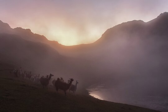 Llamas (lama glama) in dense fog in the evening light at a lake in the mountains, Andes, near Cusco, Peru