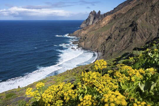 The north-west coast of La Gomera with the Playa de Arguamul beach. Mountains, cliffs and steep coast. Yellow flowers in the foreground (Sedum), Guillama, La Gomera, Canary Islands, Spain