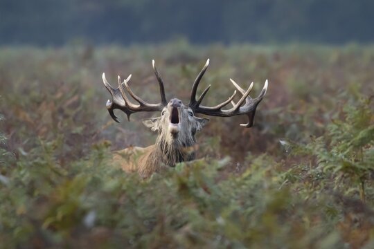 Red deer (Cervus elaphus) adult male stag animal roaring in the rutting season amongst autumn colour bracken leaves, England, United Kingdom