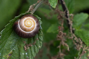 snail on a leaf © Stephanie Beckers