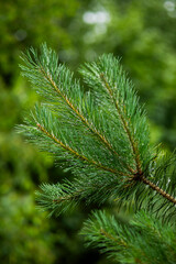 Garden, summer, close-up, roses, pine, flowers, leaves, macro. © Jane