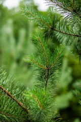 Garden, summer, close-up, roses, pine, flowers, leaves, macro. © Jane