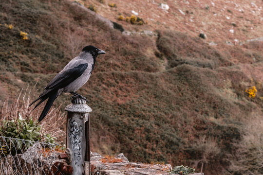 Hooded crow perched on a metal post with a dry mountain slope background