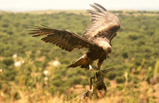 aguila real adulta en la sierra abulense.Avila.Espa&ntilde;a