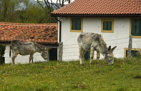 burros en la pradera en el pueblo