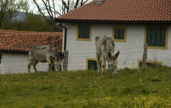burros en la pradera en el pueblo