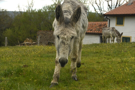 burros en la pradera en el pueblo