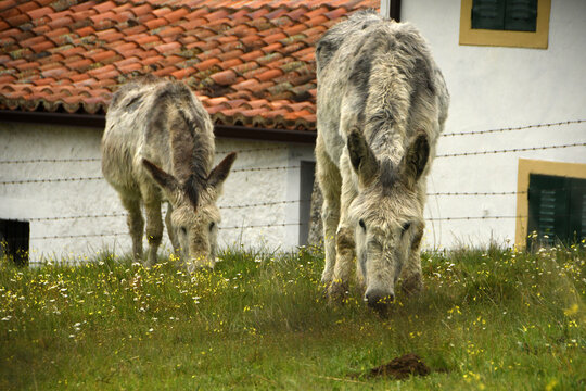 burros en la pradera en el pueblo