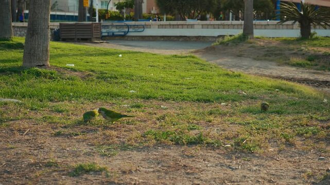 Parakeets foraging on ground in Malaga park, exhibiting natural foraging behavior and instinctual adaptation in their outdoor habitat, illustrating wildlife exploration and conservation.