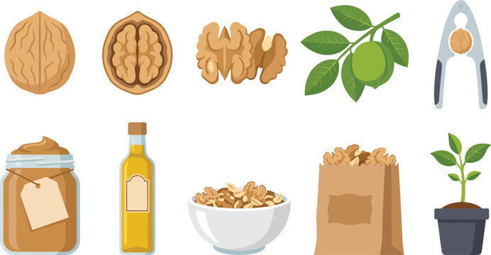 Walnut Collection with Whole Walnuts, Walnut Kernel, Walnut Oil, Walnut Butter, Nutcracker, and Healthy Superfood Vector Set