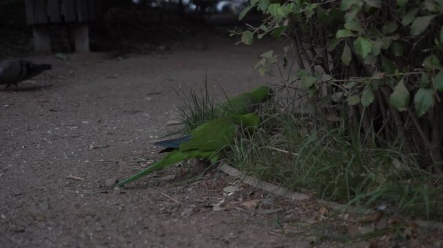 Parakeets foraging on ground in Malaga park, showcasing natural bird behavior and ecosystem connection.