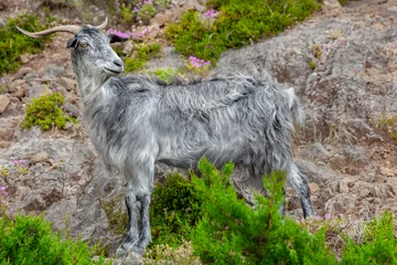 Wild goat in Kefalonia island © adisa
