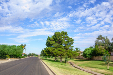 Fototapeta premium Huge pine trees in Conocido park on Sunday morning under seasonal monsoon clouds, Phoenix, Arizona in Summer
