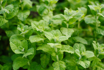 Green Pineapple Mint Plant Background © Sunshine