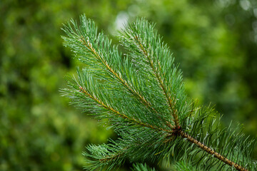 Fototapeta premium Garden, summer, close-up, roses, pine, flowers, leaves, macro.