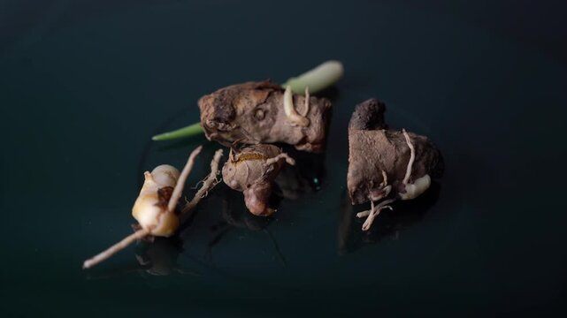 Raw Turmeric Root  Video Featuring Fresh Organic Rhizomes, Natural Ayurvedic Herb, Healthy Spice, and Traditional Indian Agriculture