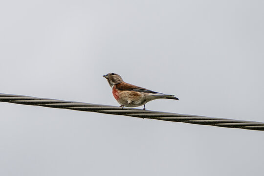 A small, brown and grey common linnet with a distinctive reddish breast perches on a twisted metal wire against a plain, overcast sky.