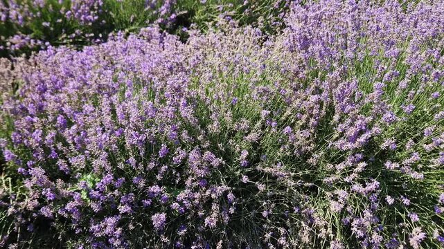 Row of the blooming lavender on field at sunny day