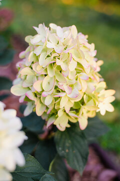 Panicle Hydrangea Skyfall with Pink and Lime Petals in Sun