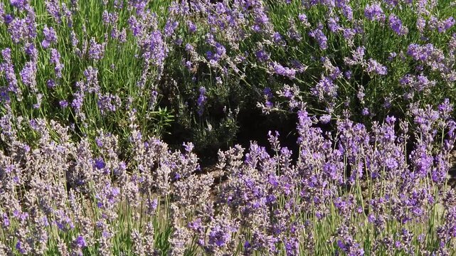Bushes of the blooming lavender on field at sunny day