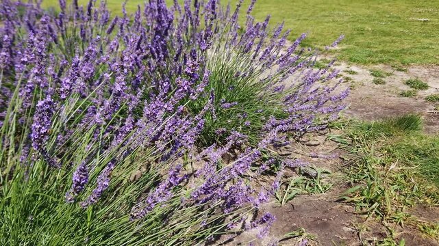 Stems of blooming lavender against the meadow in sunny day