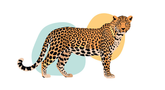 Graceful spotted leopard standing proud against a background of soft pastel colored shapes on a white background.