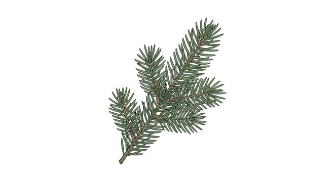 Hand drawn green spruce branch isolated on white background, pine tree twig botanical illustration for Christmas.