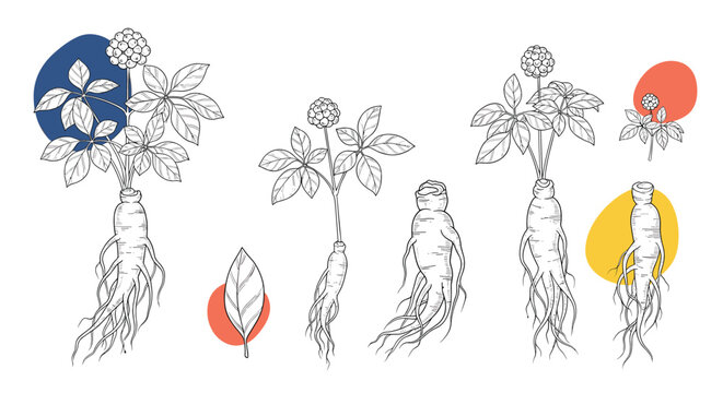 Artistic sketches of ginseng root plants with green leaves, berries, and modern abstract color splash backgrounds.