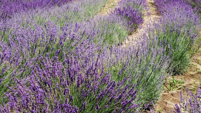 Winding rows of blooming lavender on field at sunny day