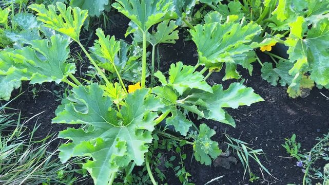 Bushes of zucchini on a field in overcast morning