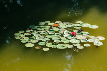 A Cluster of Lilypads in a Pond © Emma