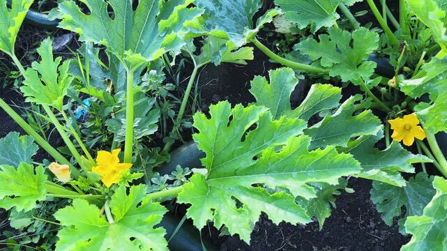 Bushes of zucchini on a field in overcast morning