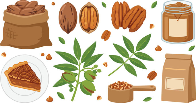 Pecan Nut Collection with Whole Pecans, Pecan Butter, Pecan Pie, Pecan Tree Branch, Chopped Nuts, and Healthy Ingredient Vector Set