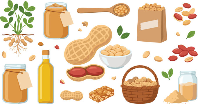 Peanut Collection with Peanut Butter, Roasted Peanuts, Peanut Oil, Peanut Flour, Groundnuts, and Nut Butter Ingredients Vector Set