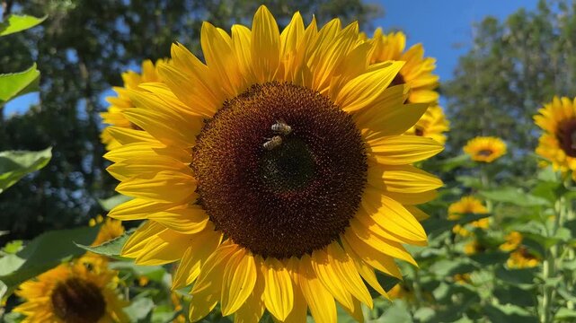 Static Close-up of a Vibrant Yellow Sunflower with Honey Bees Pollinating the Flower Head, Wind Gently Blowing