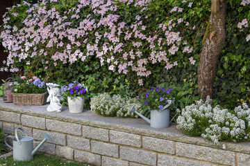 Topfblumen auf einer Steinmauer und Clematis montana Rubens im Frühlingsgarten © Natalia Greeske