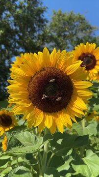 Static Close-up of a Vibrant Yellow Sunflower with Honey Bees Pollinating the Flower Head, Wind Gently Blowing