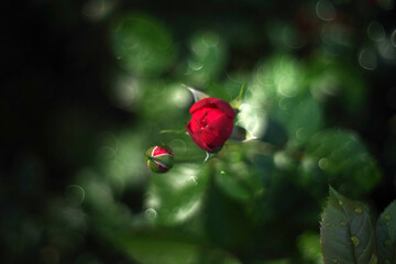 Fototapeta premium A red rosebud glows after the rain, surrounded by shimmering water-drop bokeh, creating a dreamy garden scene with soft light and rich green foliage. Selective focus.