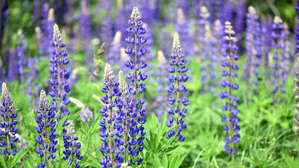 Fototapeta premium Blooming lupine flower. Lupine, a field of lupine with pink purple and blue flowers. Bouquet of lupines summer floral background. Lupine field. Purple spring and summer flower